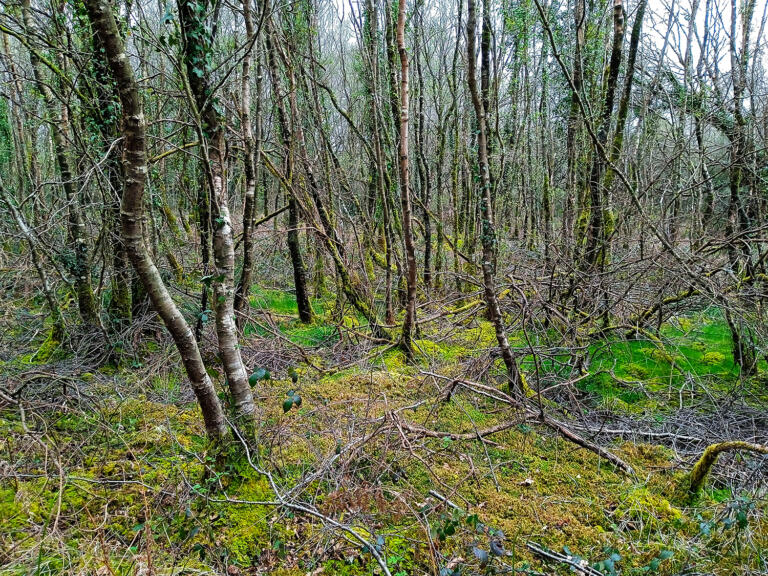 Boulaie tourbeuse de Kerthomas © Guillaume Jouan