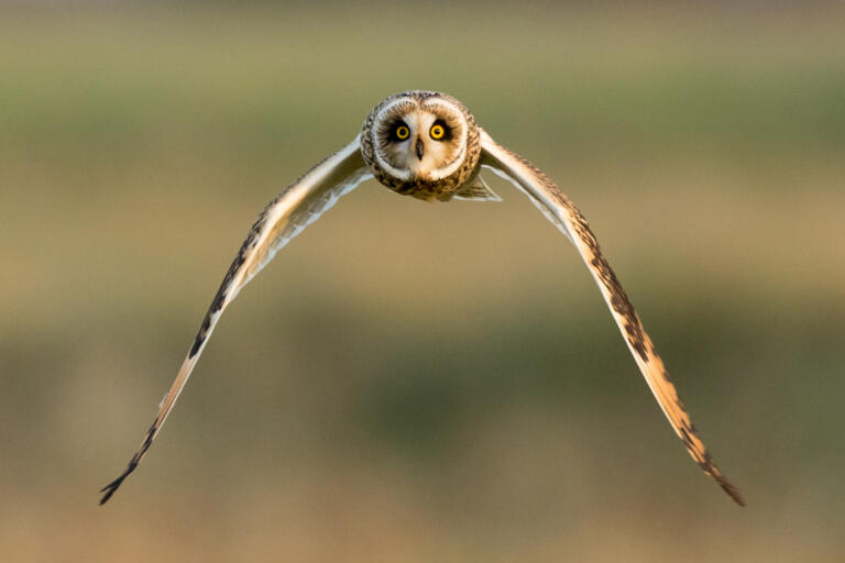 Hibou des marais © Pascal Percheron