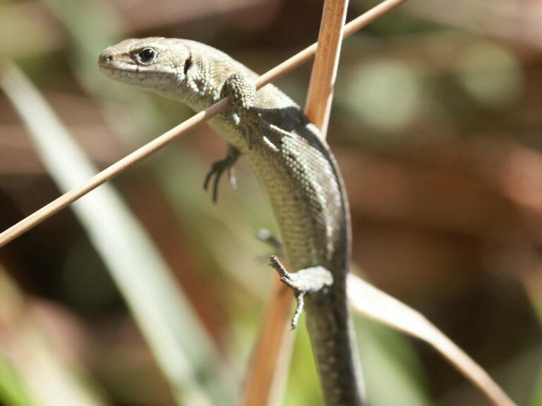 Lézard vivipare ©Ronan Le Mener