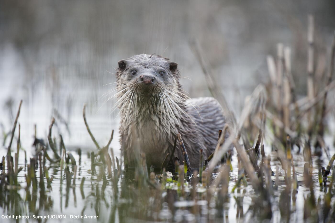 Loutre ©Samuel Jouon