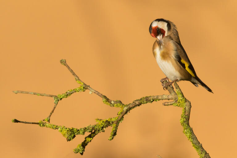 Chardonneret élégant © Pascal Percheron